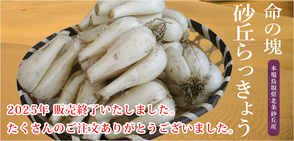 本場 鳥取県産 砂丘らっきょう（品種：らくだ）